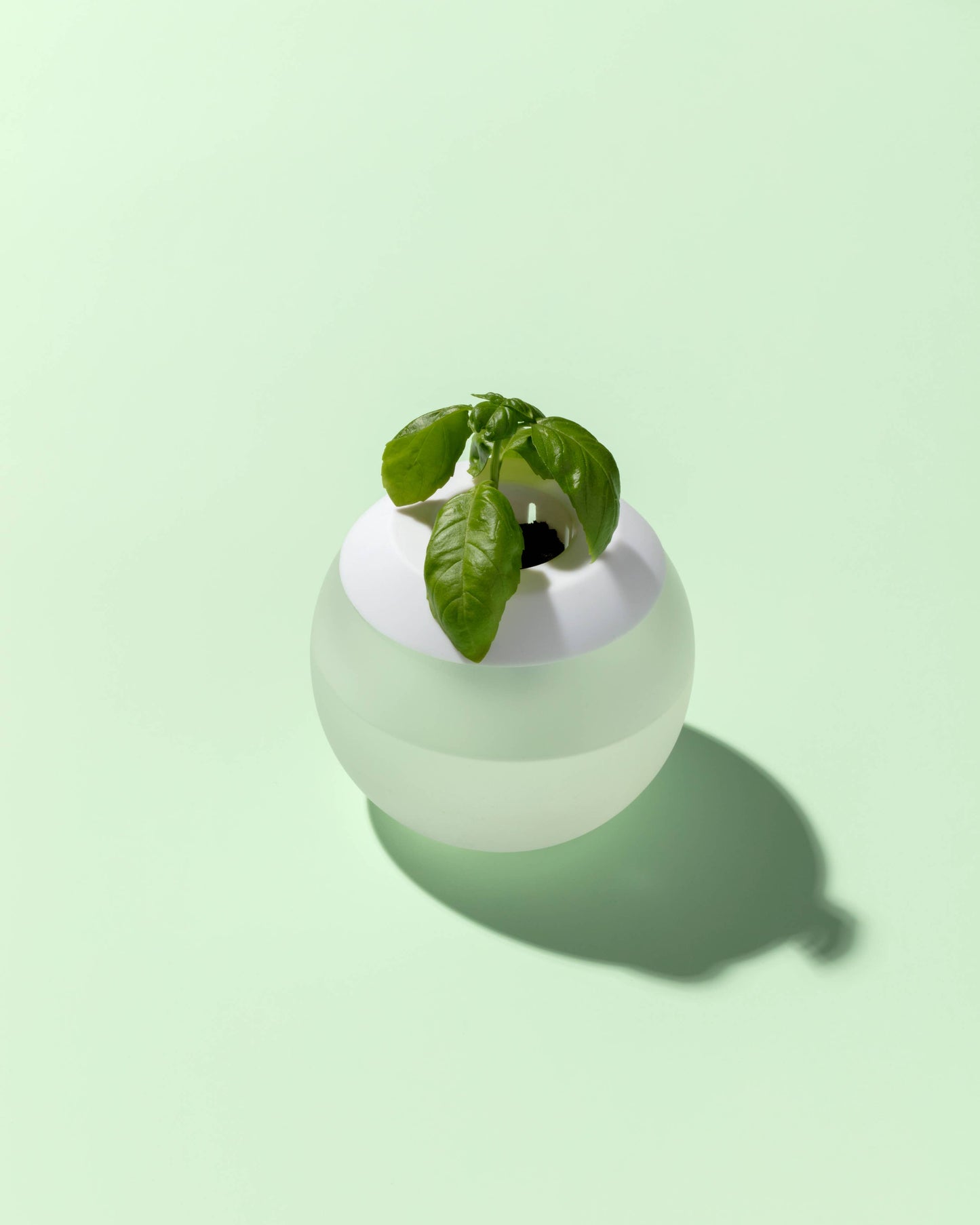 The Hydropod Plant Grower - Sweet Basil