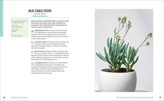 Essential Succulents: The Beginner’s Guide