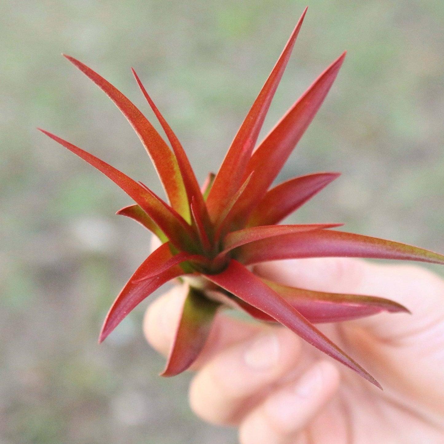 Large Tillandsia Red Abdita Air Plants