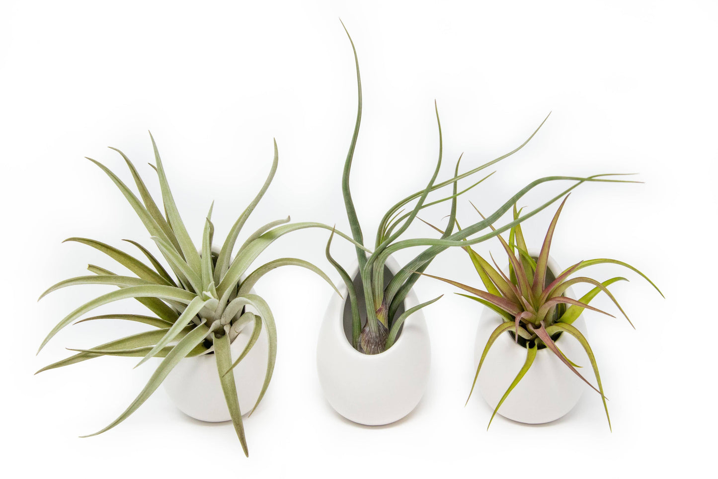 Large Ivory Ceramic Container with Air Plant