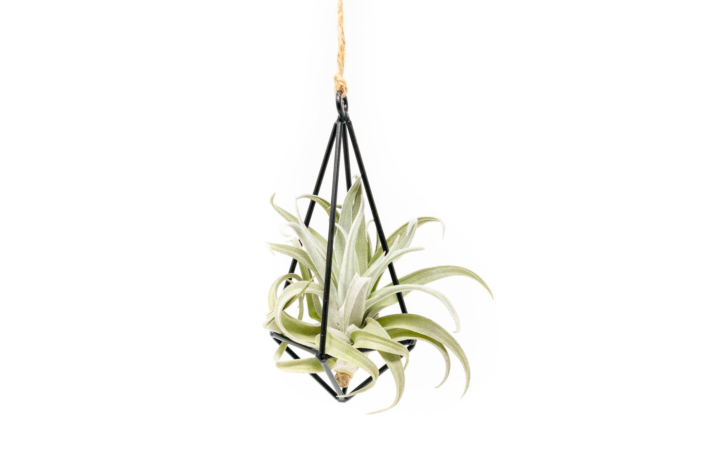 Hanging Metal Pendants with Tillandsia Air Plant