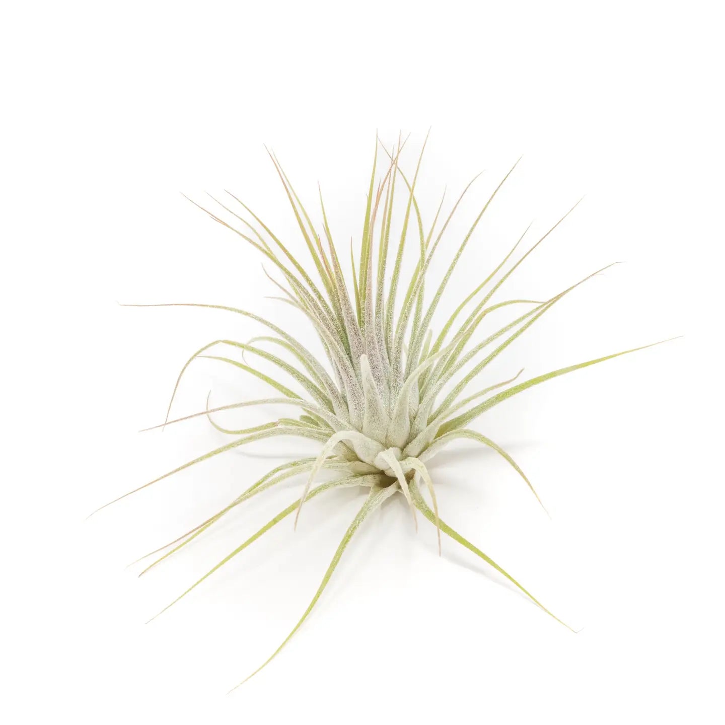 Tillandsia Air Plants