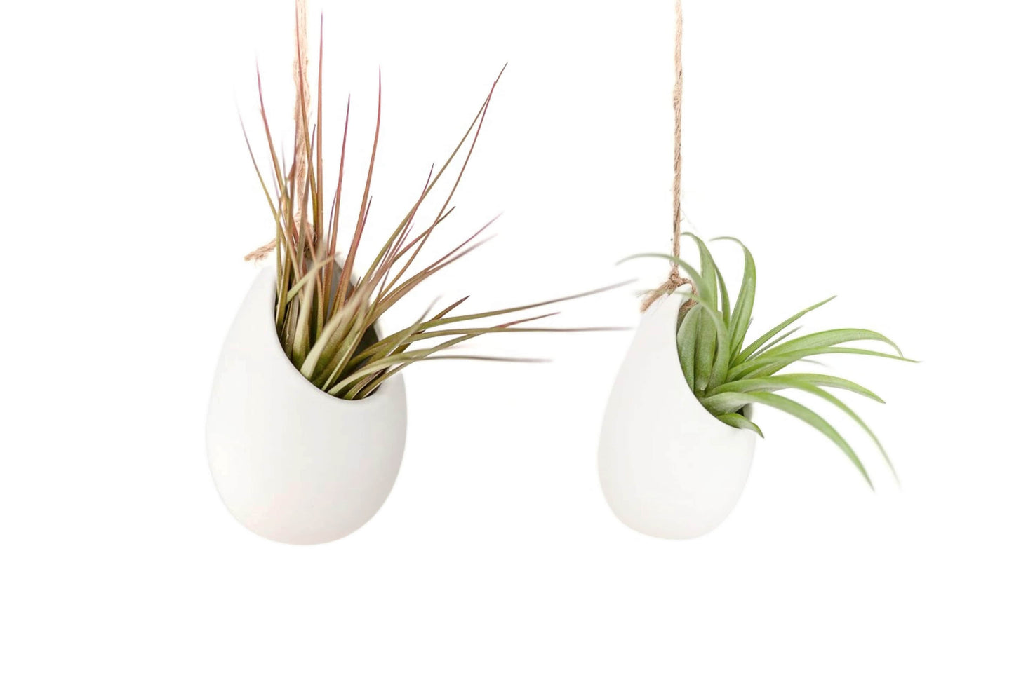 Small Ivory Vase with Red Abdita,Velutina,Medusae Air Plants