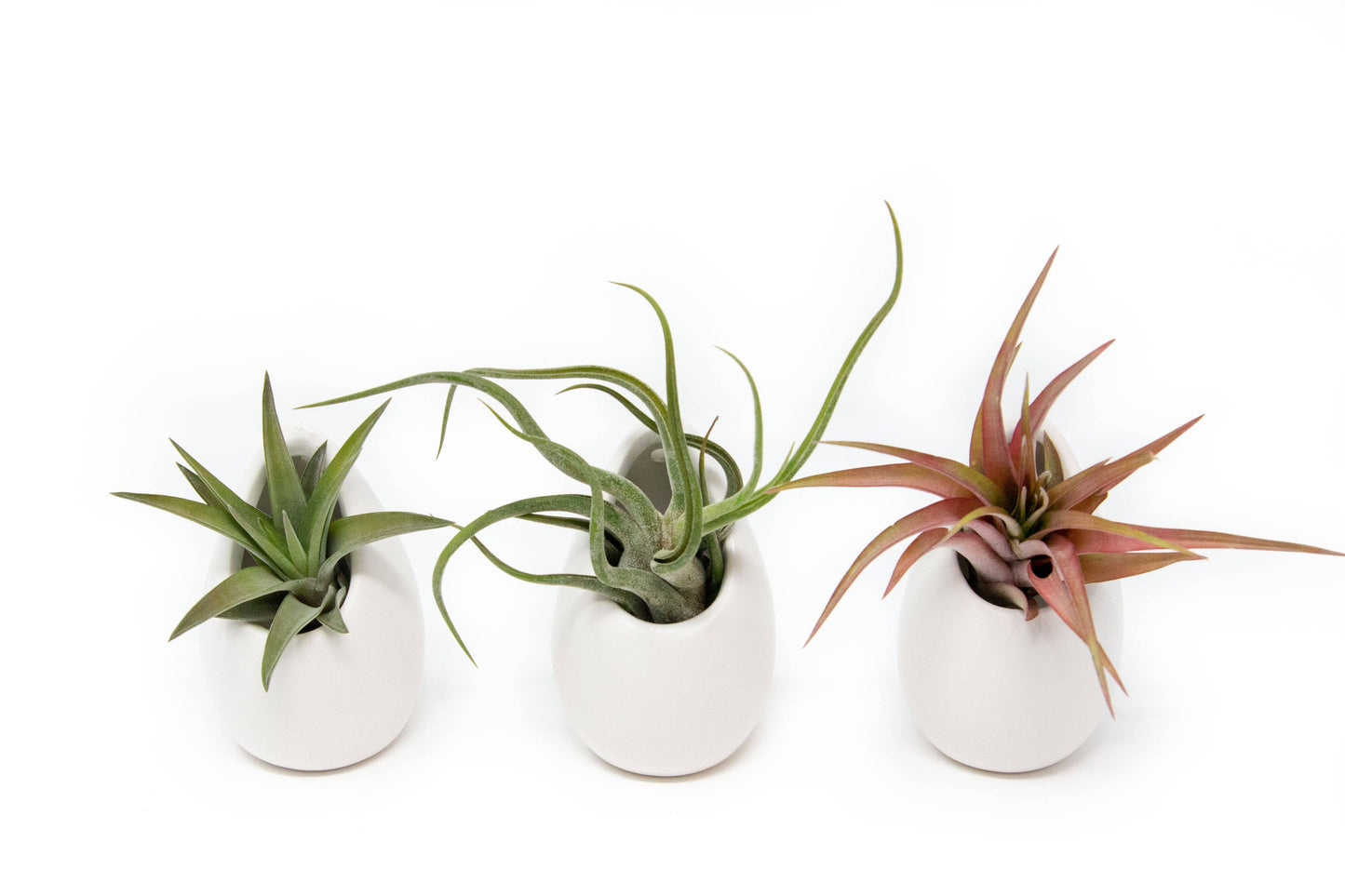 Small Ivory Vase with Red Abdita,Velutina,Medusae Air Plants