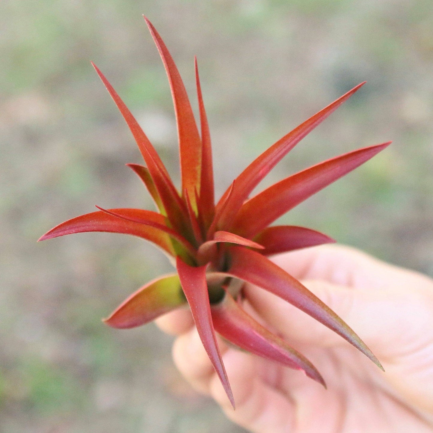Large Tillandsia Red Abdita Air Plants