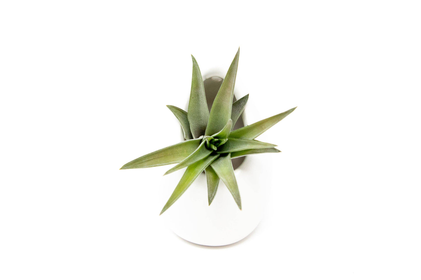 Small Ivory Vase with Red Abdita,Velutina,Medusae Air Plants