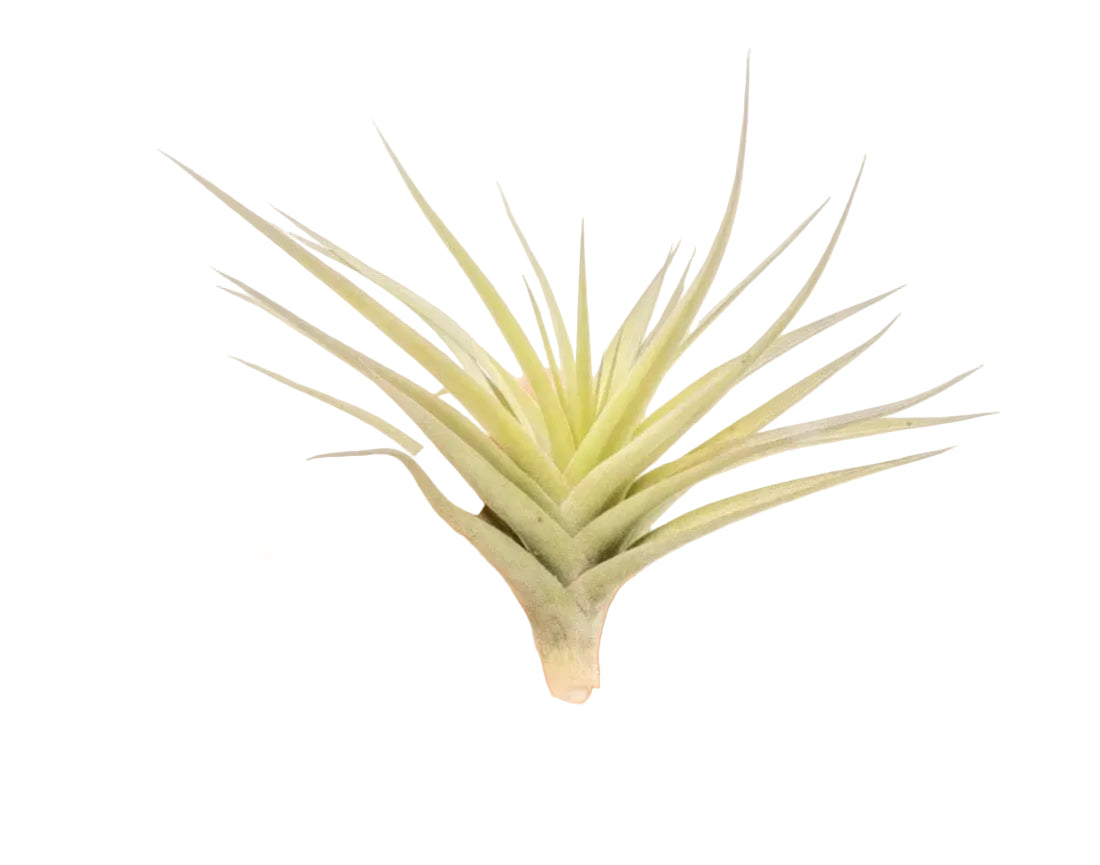 Tillandsia Air Plants