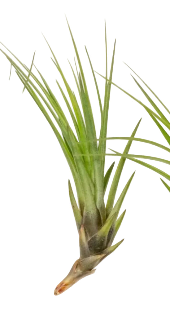 Tillandsia Air Plants