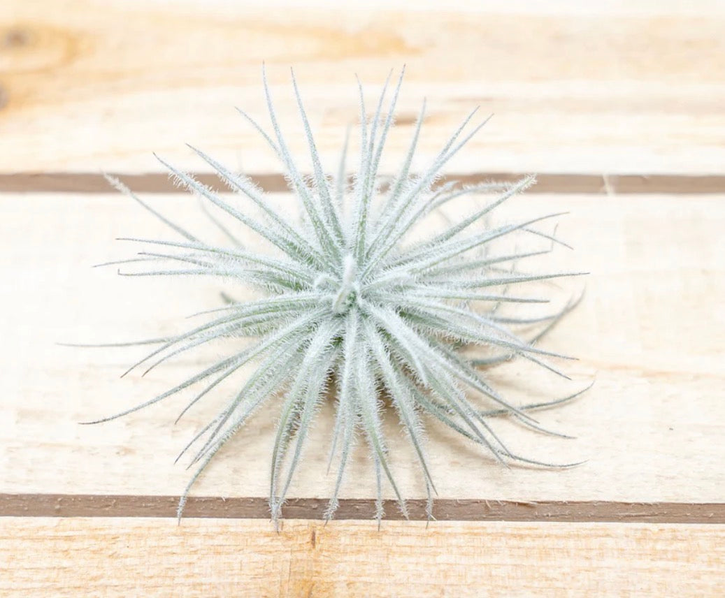Tillandsia Air Plants