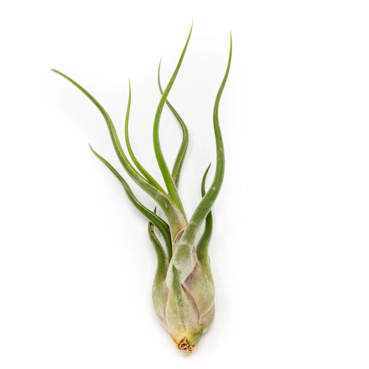 Tillandsia Air Plants