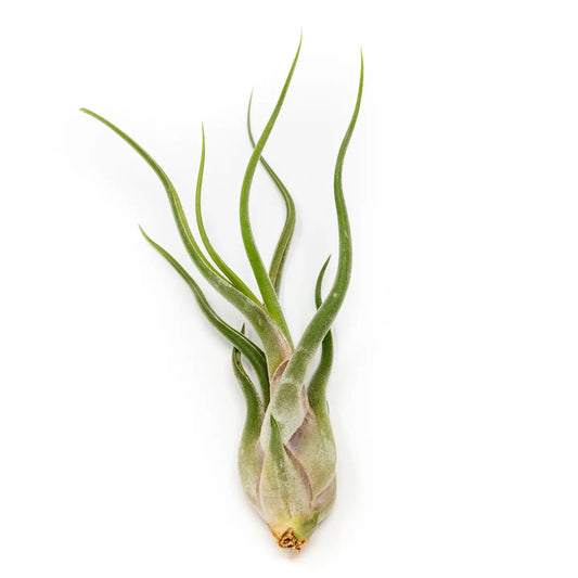 Tillandsia Air Plants