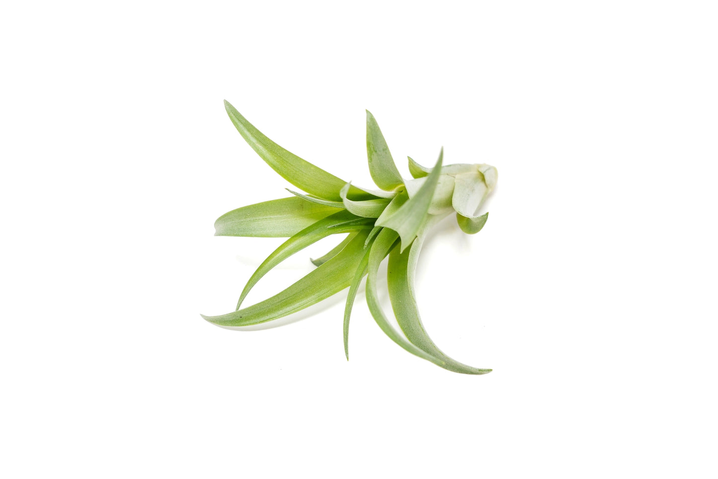 Tillandsia Air Plants