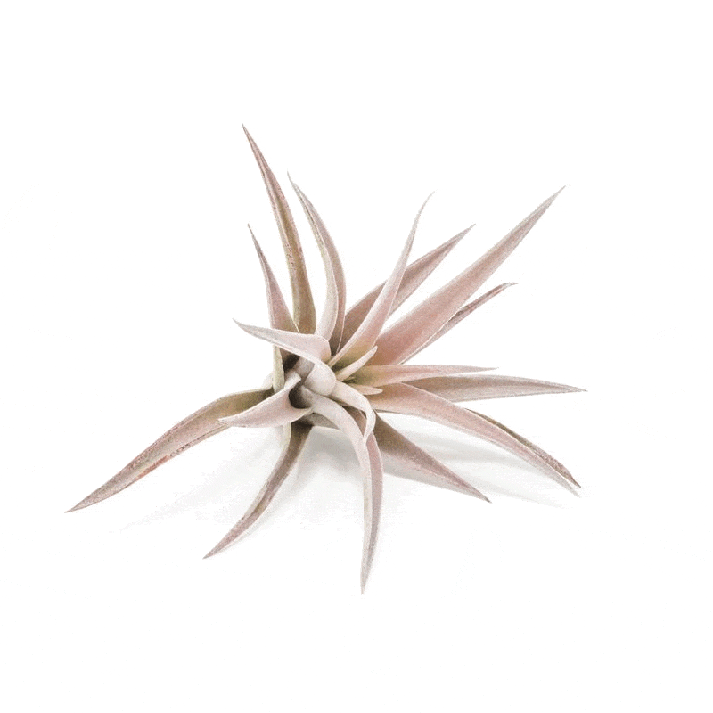 Tillandsia Air Plants