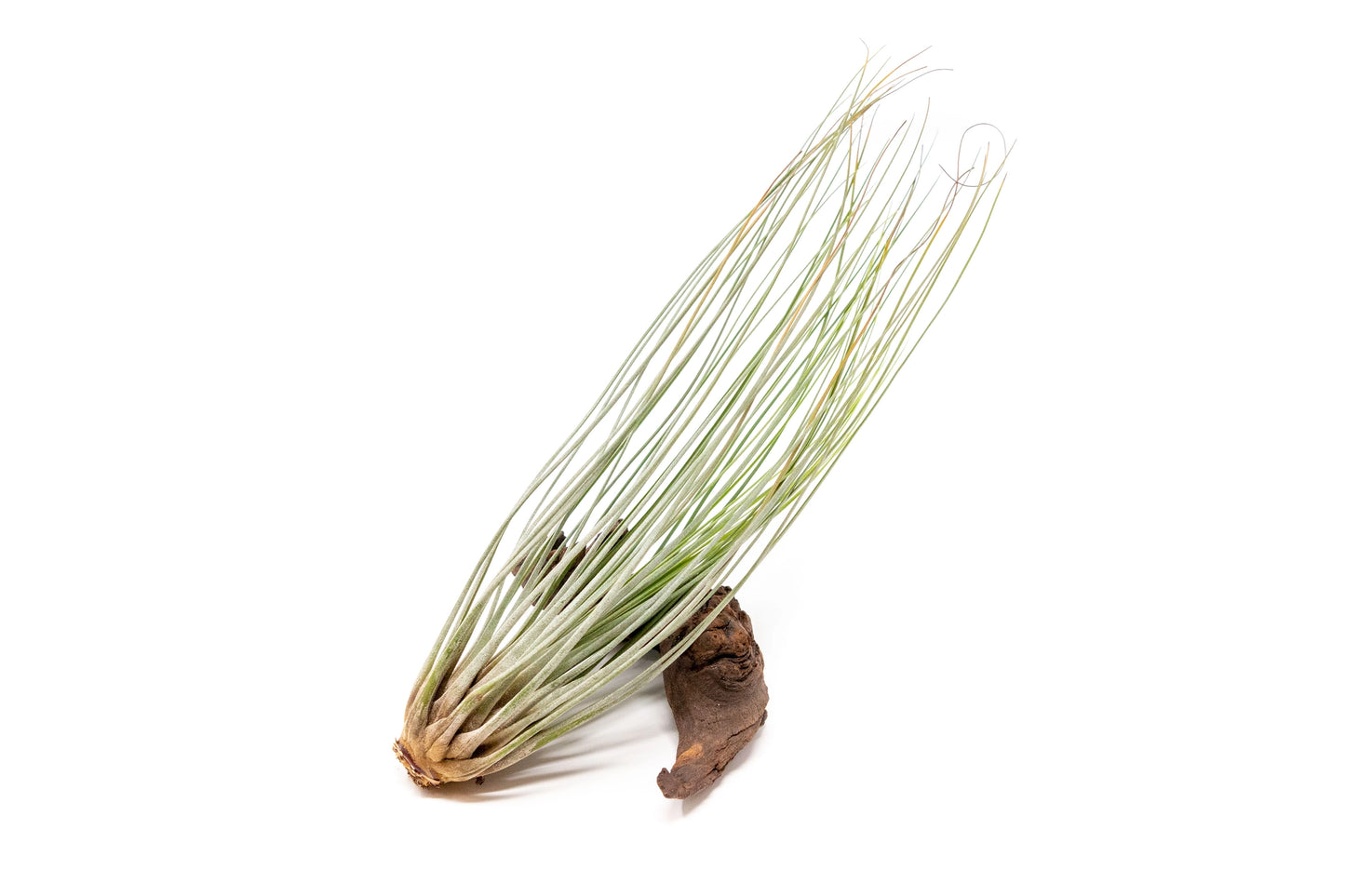 Tillandsia Air Plants