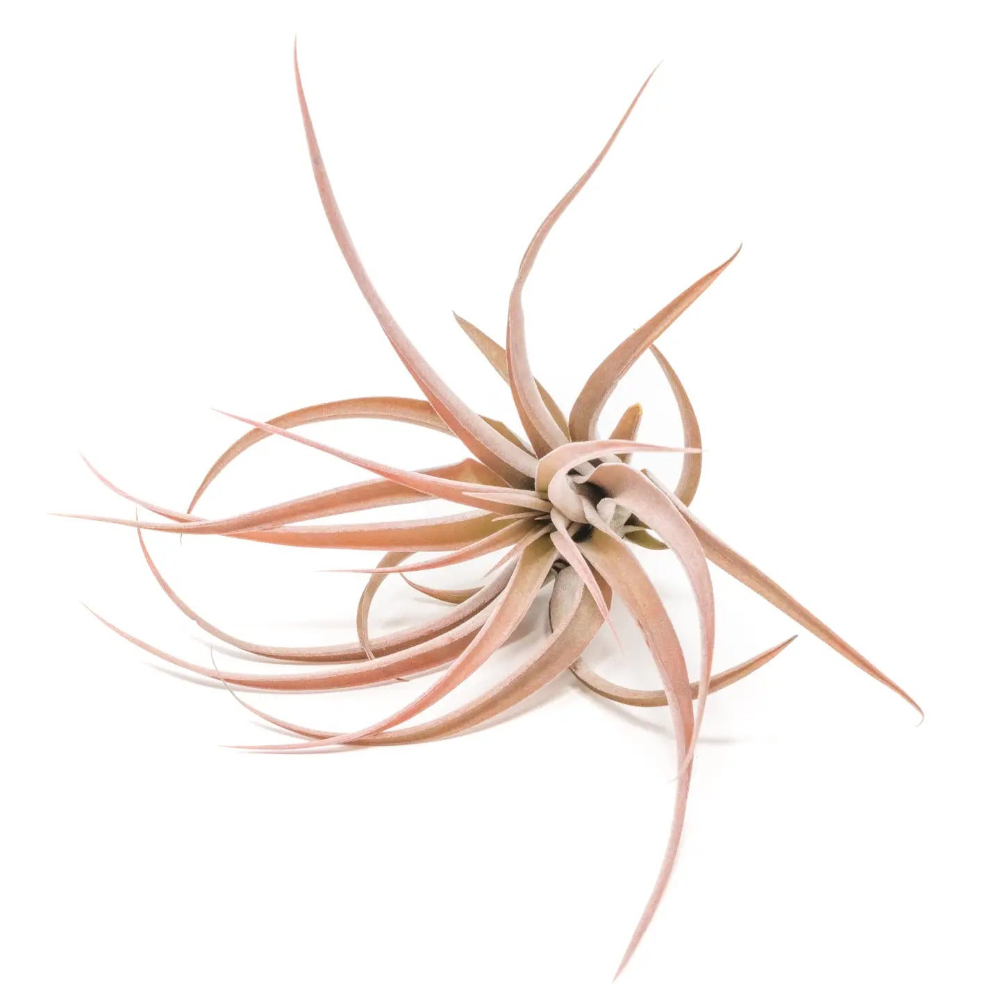 Tillandsia Air Plants