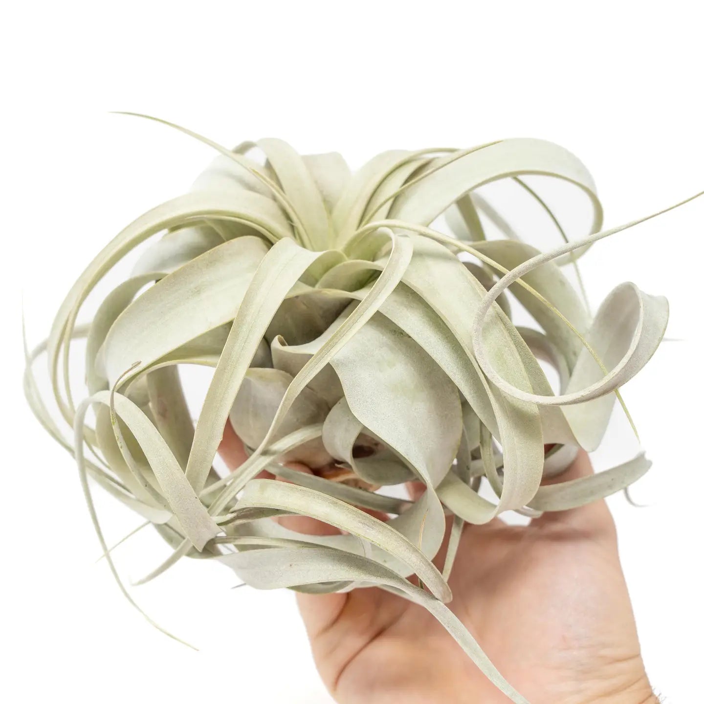Tillandsia Air Plants