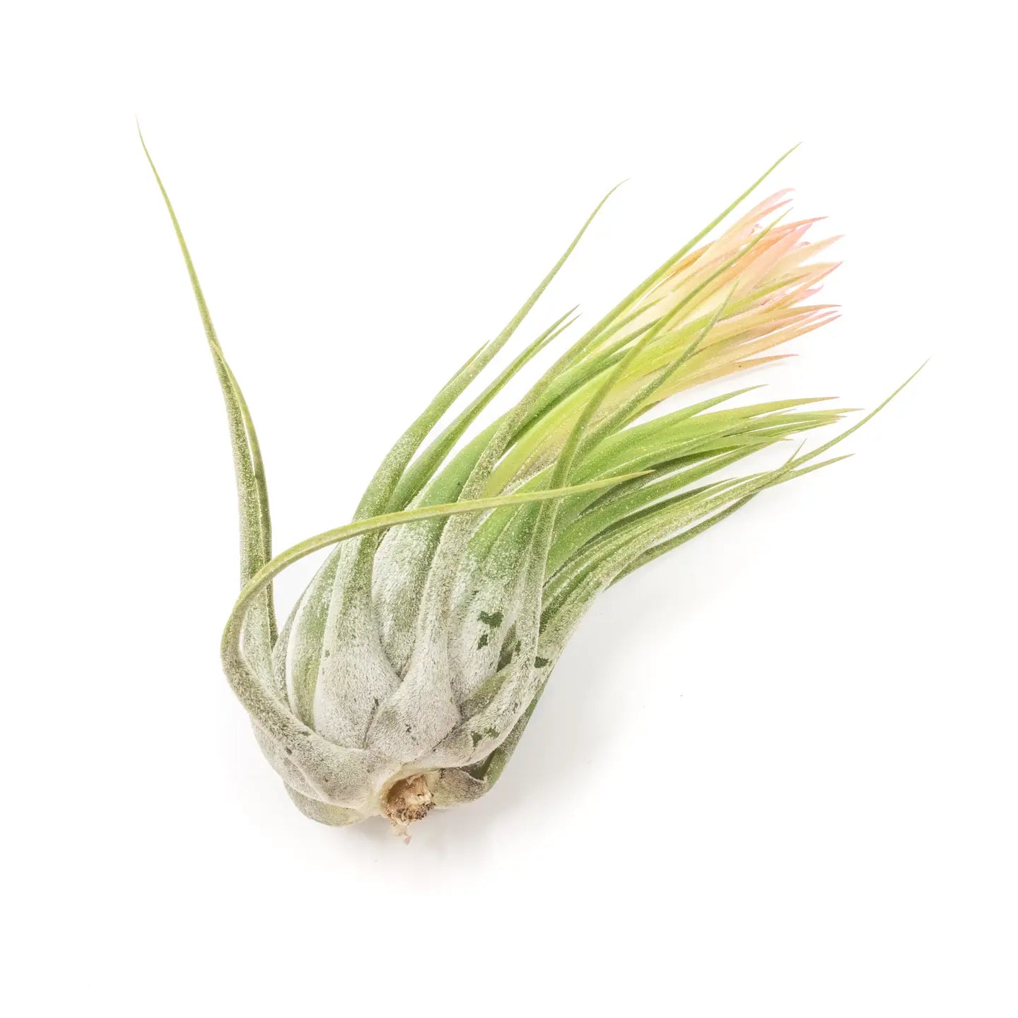 Tillandsia Air Plants