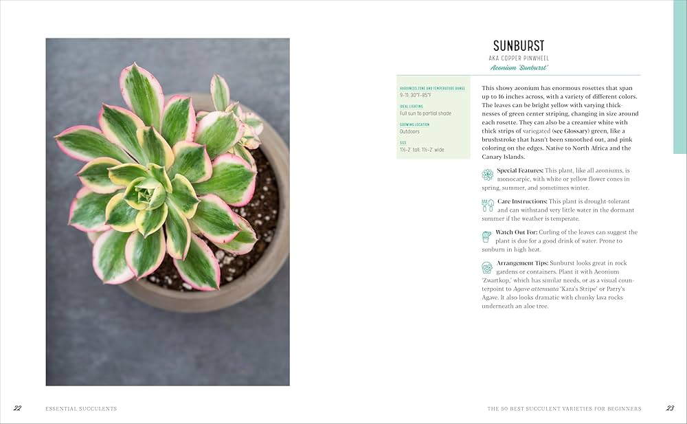 Essential Succulents: The Beginner’s Guide