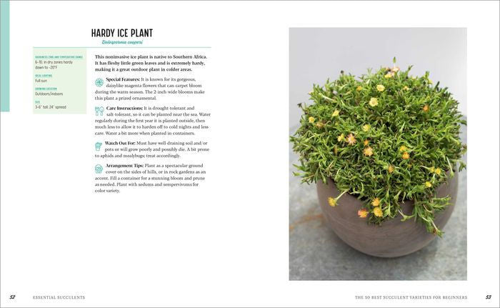 Essential Succulents: The Beginner’s Guide