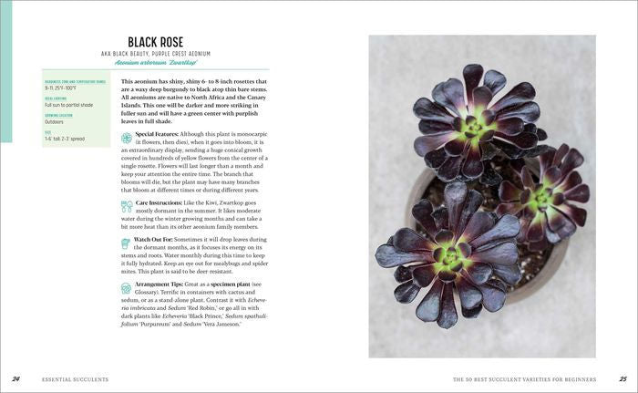 Essential Succulents: The Beginner’s Guide