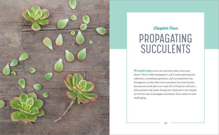 Essential Succulents: The Beginner’s Guide