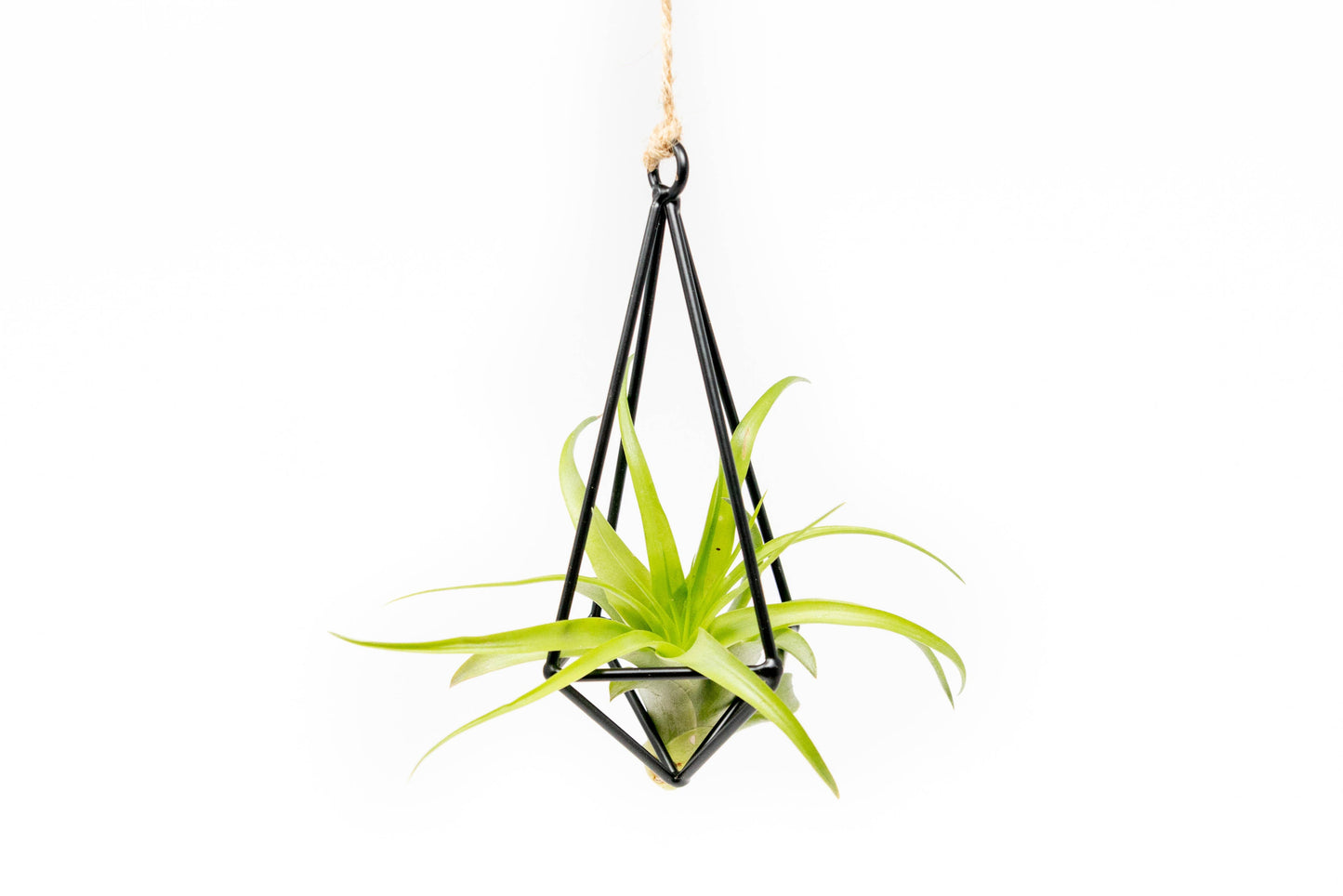 Hanging Metal Pendants with Tillandsia Air Plant