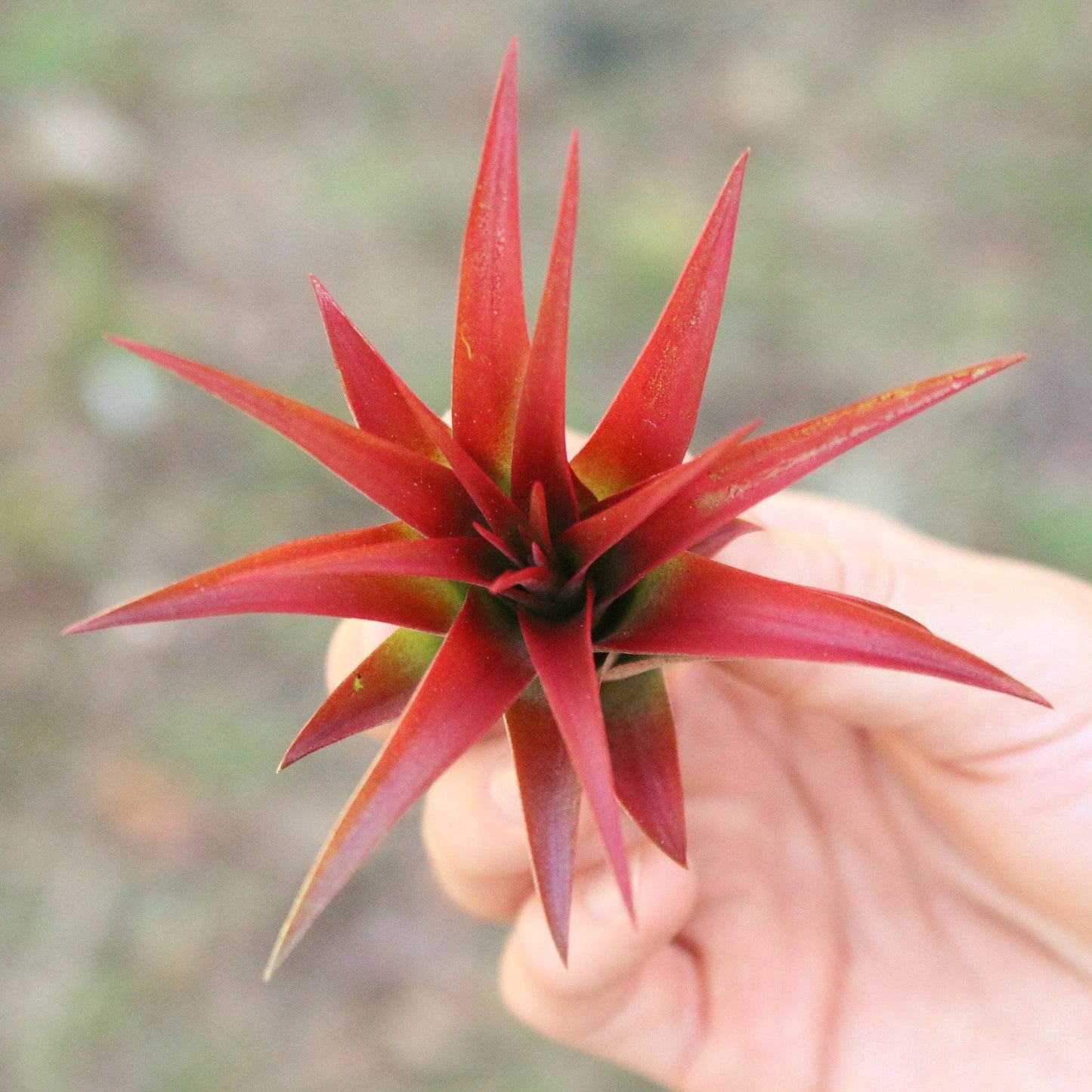 Large Tillandsia Red Abdita Air Plants