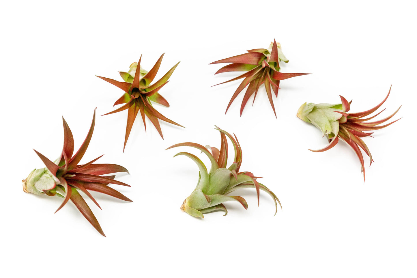Large Tillandsia Red Abdita Air Plants