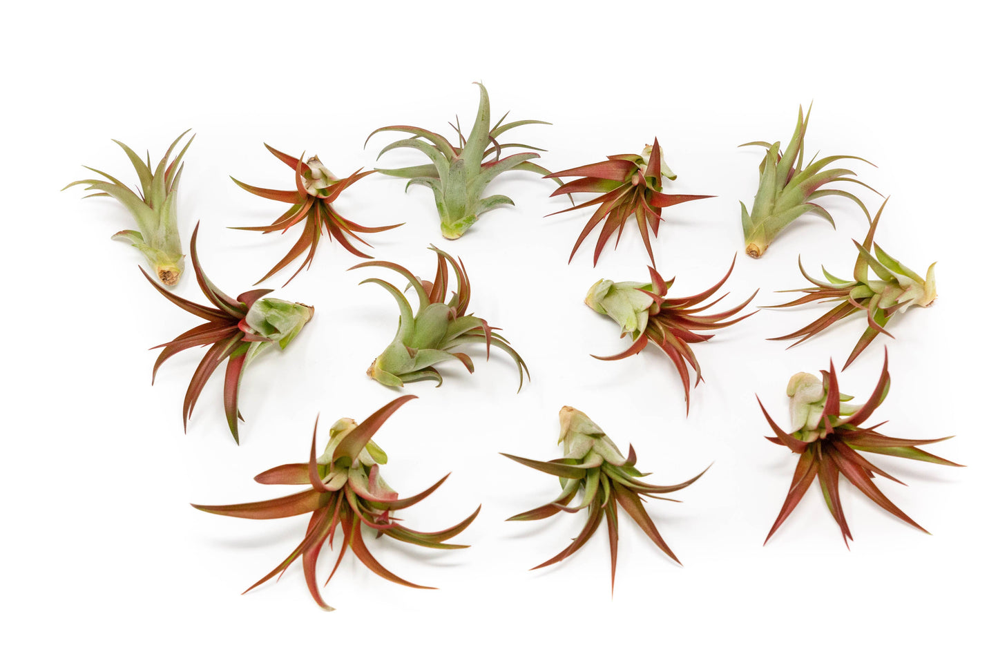Large Tillandsia Red Abdita Air Plants