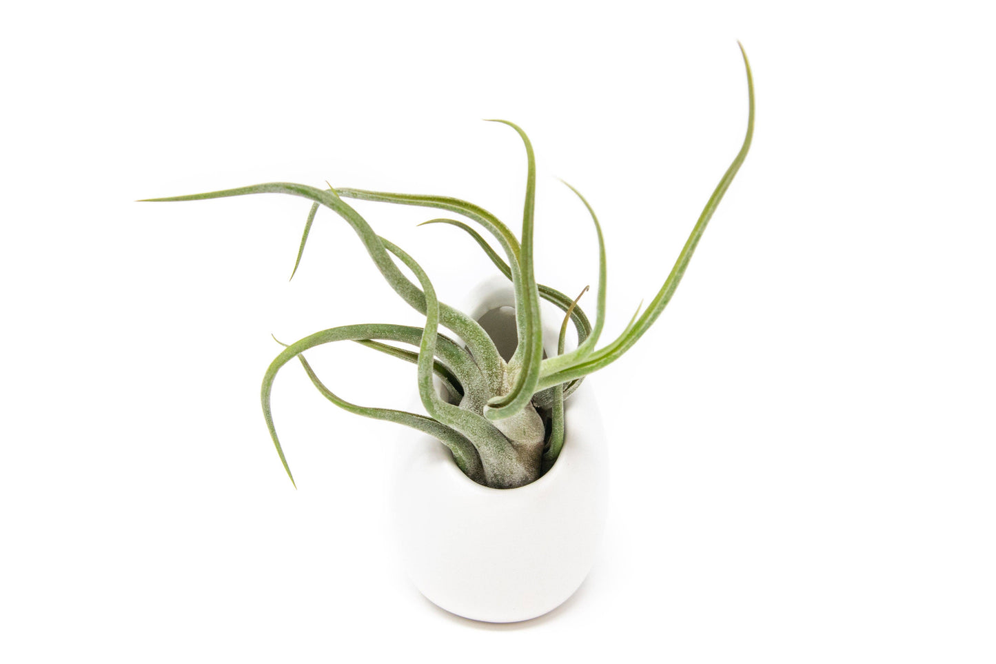 Small Ivory Vase with Red Abdita,Velutina,Medusae Air Plants