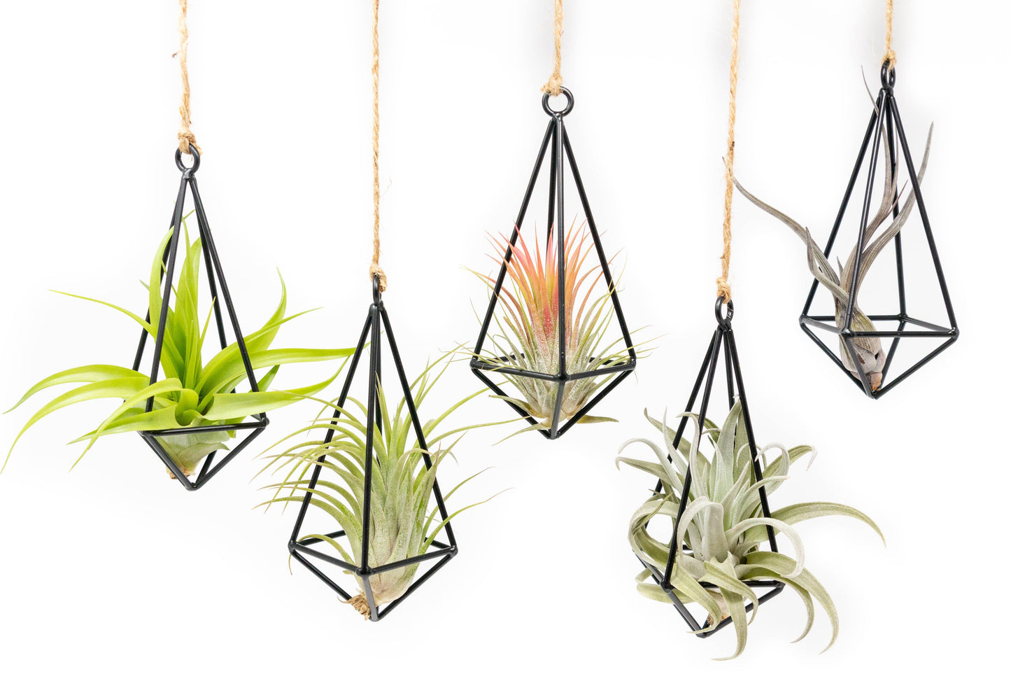 Hanging Metal Pendants with Tillandsia Air Plant