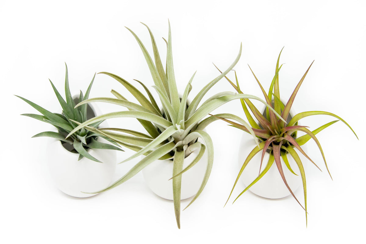Large Ivory Ceramic Container with Air Plant