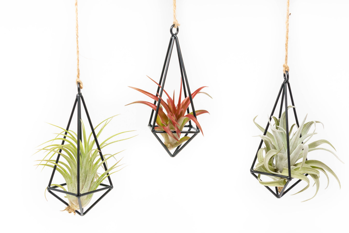 Hanging Metal Pendants with Tillandsia Air Plant