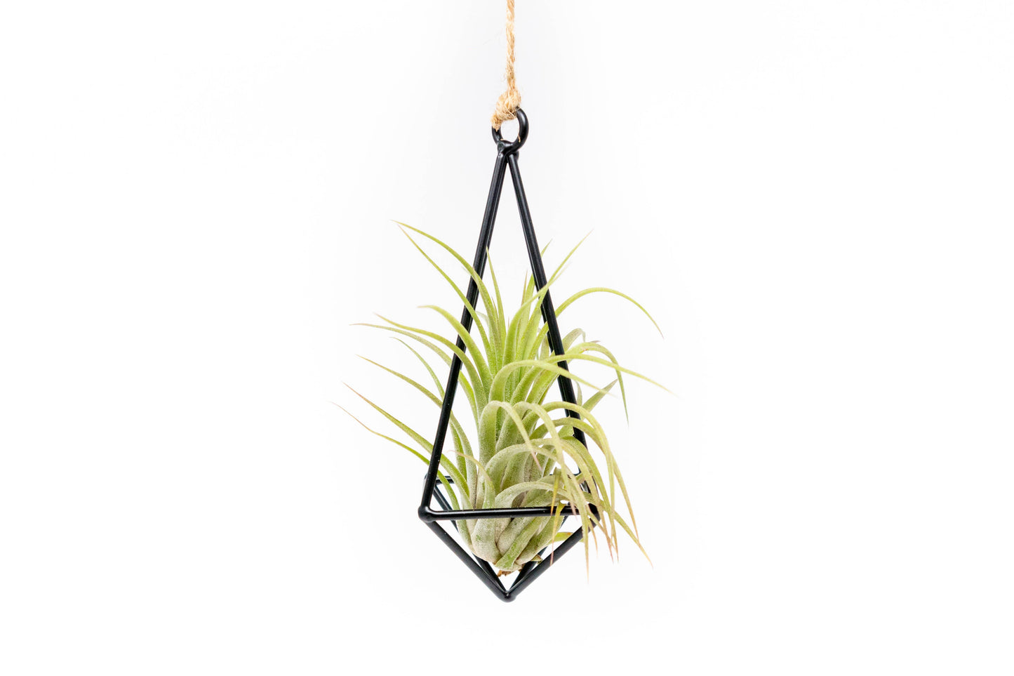 Hanging Metal Pendants with Tillandsia Air Plant
